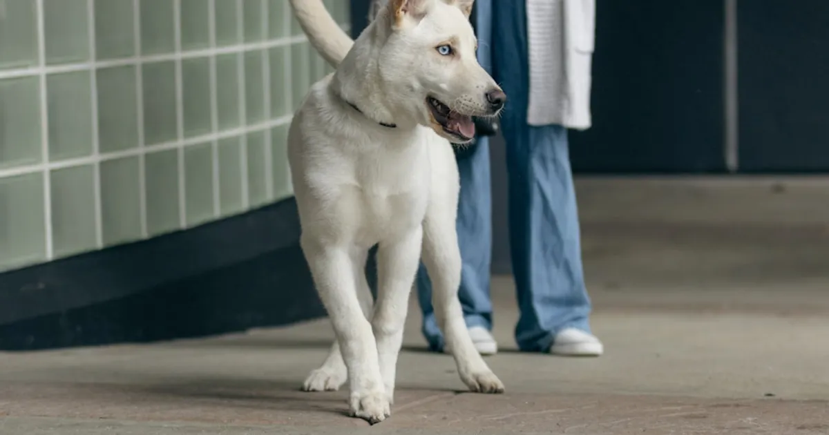 Data Scientist Used ChatGPT to Help Design a Custom mRNA Cancer Vaccine for His Dog