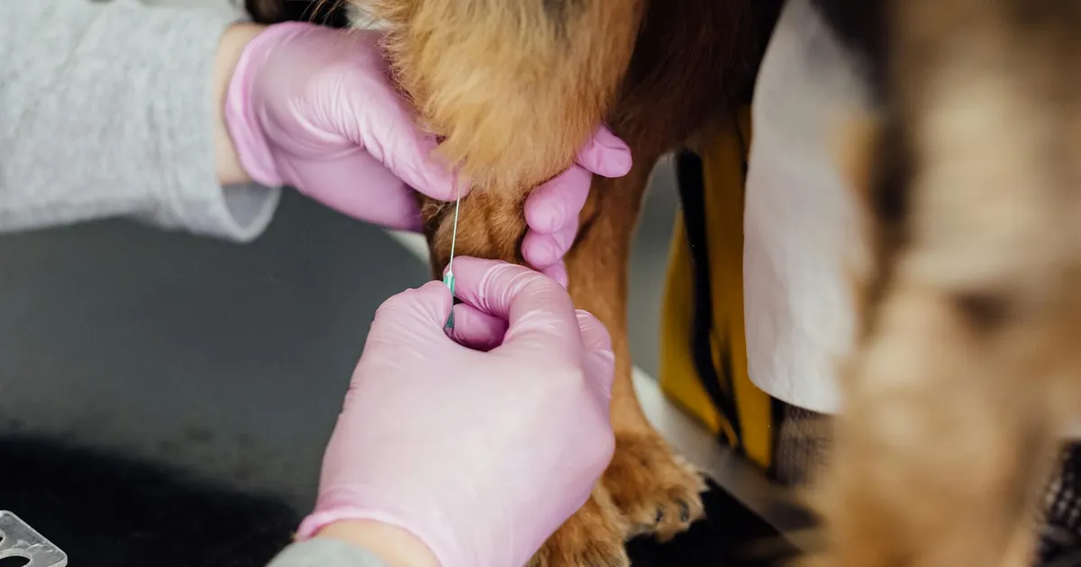 Dog's Cancer Treated with ChatGPT-Assisted mRNA Vaccine in World First