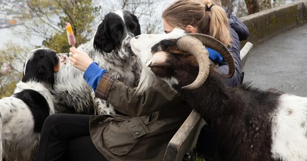 Sydney data scientist uses ChatGPT and AlphaFold to design personalized mRNA cancer vaccine for his dog, achieving 75% tumor reduction